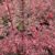 Garten Schlüter Harlequin Berberitze, 3 Liter, 30-40 cm Liefergröße: 30 – 40 cm