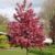 Garten Schlüter Zierapfel 'Royal Raindrops®' Liefergröße: 60 – 100 cm