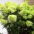 Garten Schlüter Zwerg-Rispenhortensie 'Mojito®', 7,5 Liter, 60 – 80 cm Liefergröße: 60 – 80 cm