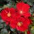 Kordes Rosen Beetrose NektarGarten 'Alexander von Humboldt' ADR-Rose, 5 Liter Lieferform: Im 5 Liter Topf