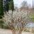 Garten Schlüter Zwerg-Kätzchenweide Liefergröße: 30 – 40  cm