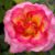 Garten Schlüter Edelrose 'Gorgeous®' 5 Liter Topf Lieferform: Im 5 Liter Topf