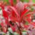 Garten Schlüter Rote Glanzmispel 'Red Robin', 3 – 5 Liter, 60 – 80 cm Liefergröße: 60 – 80 cm