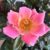 Garten Schlüter Topf-Rose 'Zepeti® Pink Glow' Lieferform: Im 5 Liter Topf