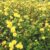 Garten Schlüter Goldröschen 'Pleniflora' C3 40-60 Liefergröße: 40 – 60 cm