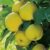 Garten Schlüter Säulenapfel 'Goldcats' Liefergröße: 50 – 80 cm