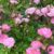 Rosen Tantau Ramblerrose 'Perennial Blush', 5 Liter, A-Qualität, 3 starke Triebe Liefergröße: drei starke Triebe