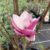 Garten Schlüter Magnolie 'Satisfaction®', 5 Liter, 40 – 60 cm Liefergröße: 40-60 cm hoch