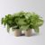 Kölle Syngonium ‚White Butterfly‘, Topf-Ø 12cm, 2 Pflanzen