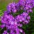 Kölle Bio Bio Flammenblume ‚Uspech‘ violett, Topf 11×11 cm, 3 Pflanzen