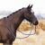 Imperial Riding Knotenhalfter IRH FREE RIDE sapphire Pony