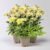 Kölle Bio Bio Gelbe Margerite ‚Banana Cream‘, hellgelb, Topf 11×11 cm, 3 Pflanzen