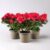 Pflanzen-Kölle Azalee rot, gefüllt, Topf-Ø 12 cm, 3er-Set