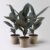 Kölle Gummibaum, Ficus ‚Abidjan‘, Topf-Ø 12 cm, 3 Pflanzen