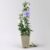 Kölles Beste Duo-Gartenhibiskus ‚Blue Chiffon®‘ und ‚White Chiffon®‘, blau + weiß, 5 lt. Topf