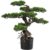 Pflanzen-Kölle Kunstpflanze Bonsai Zeder, Höhe ca. 65 cm