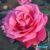 Pflanzen-Kölle Duftende Edelrose ‚Charisma’® magentarot, Topf 5 Liter, 4 Pflanzen