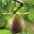 Garten Schlüter Feige 'Brown Turkey' Liefergröße: 40 – 60 cm
