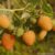 Garten Schlüter Dornenlose Herbsthimbeere 'Autumn Amber' Liefergröße: gestäbt, 30 – 50 cm