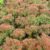 Garten Schlüter Lavendelheide / Schattenglöckchen 'Little Heath' 5 Liter Container, ca. 30 – 40 cm Liefergröße: ca. 30 – 40 cm